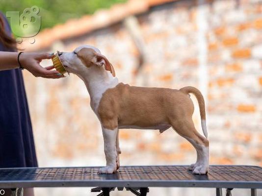 Κουτάβια American Staffordshire Terrier